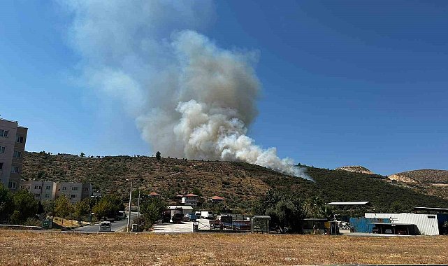 Milas'ta zirai alan yangını