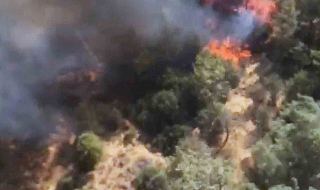 Milas'taki orman yangını devam ediyor