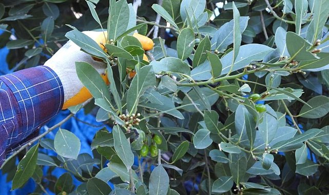 Milli Park'ta Defne yaprağı toplayan şahıslara bir milyon liralık ceza