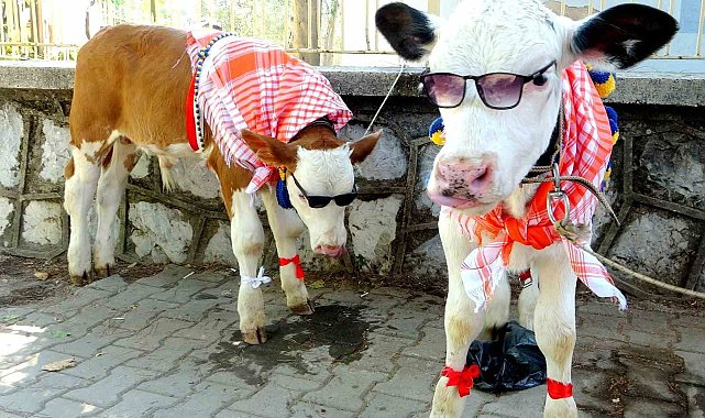 Muğla'da Buzağı Güzellik Yarışması'nda renkli görüntüler oluştu