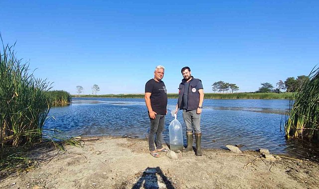Muratlı'da göletlere 25 bin sazan yavrusu salındı