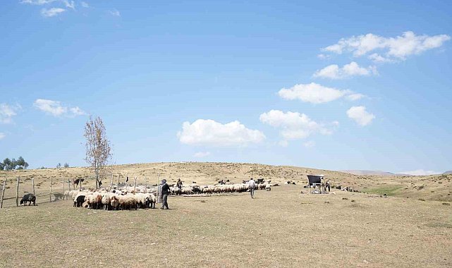 Muş'ta güneşten önce uyanan kadınların zorlu yayla mesaisi devam ediyor