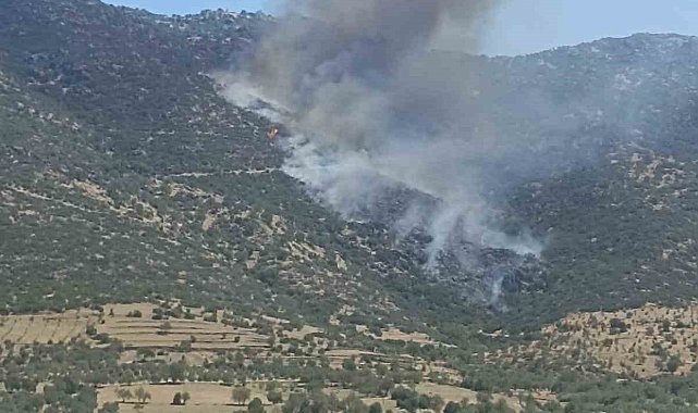 Nazilli'de makilik yangını