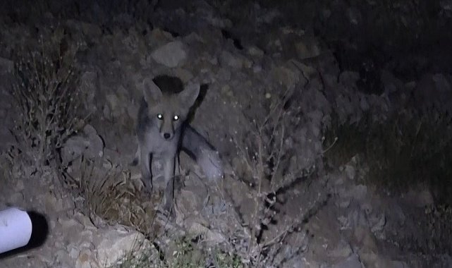 Nemrut Dağı'ndaki heykeller arasında tilkiler görüntülendi