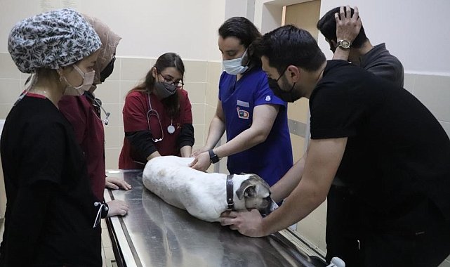 OMÜ Hayvan Hastanesi'nde 20 binin üzerinde hayvana hizmet
