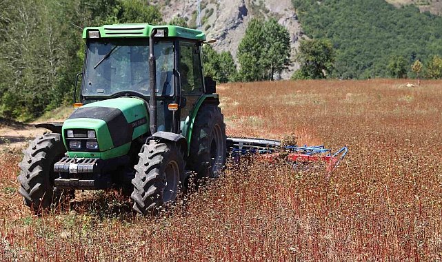 Ordu'da buğday hasadı