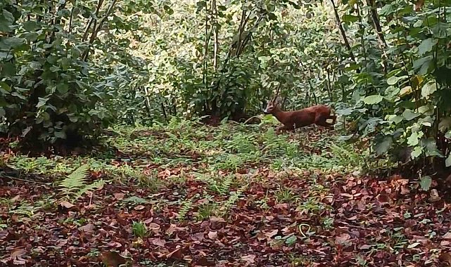 Ordu'da fındık bahçesine giren karaca cep telefonuyla görüntülendi