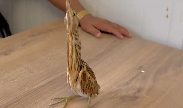 Osmaniye'de bitkin bulduğu Alacabalıkçıl kuşunu doğal yaşam ortamına bıraktı