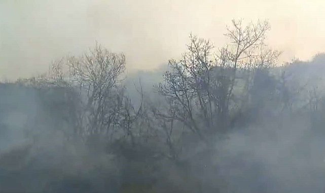 Osmaniye'de orman yangını