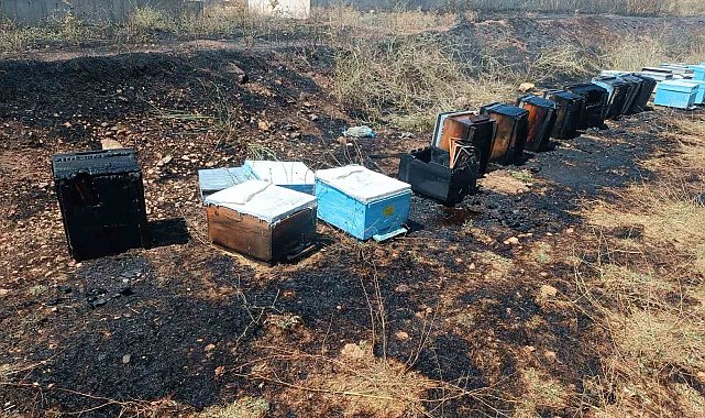 Otluk yangınında 45 arı kovanı zarar gördü