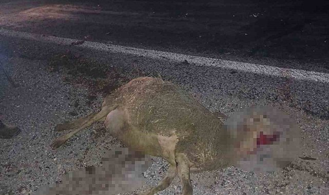 Otomobil sürünün arasına daldı, 9 koyun telef oldu