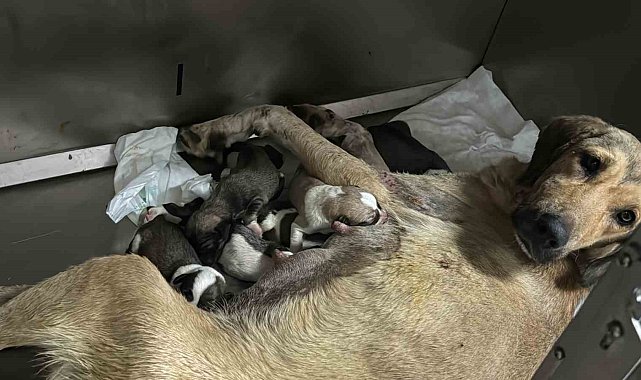 Otomobilin altında kalan hamile köpeğin imdadına hayvanseverler yetişti