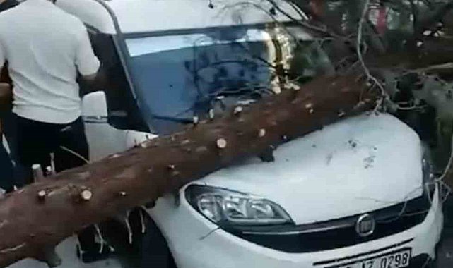 Park halindeki aracın üzerine ağaç devrildi
