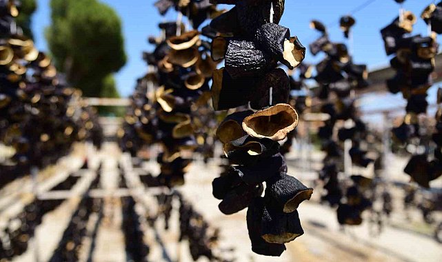 Patlıcan Vadisi'nden dünya sofralarına