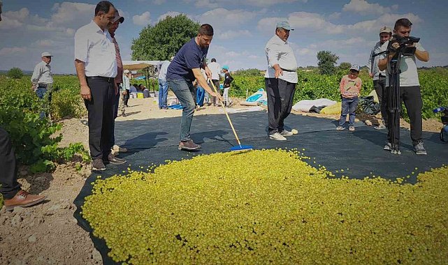 Peygamber üzümünün kurutulma yolculuğu başladı