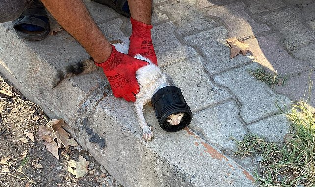 Plastik kavanoza sıkışan kediyi itfaiye kurtardı