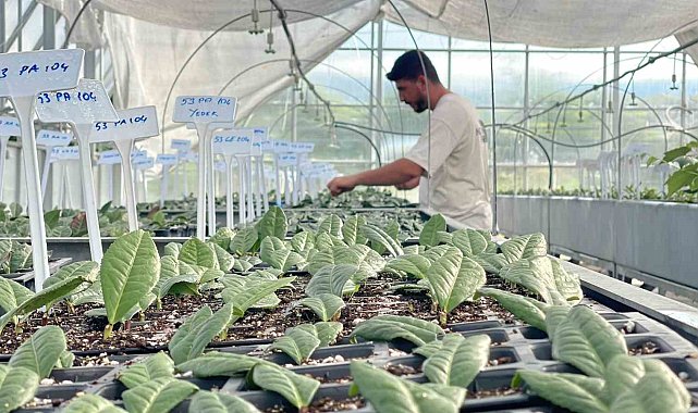 Rize çayı kuraklığa hazırlanıyor