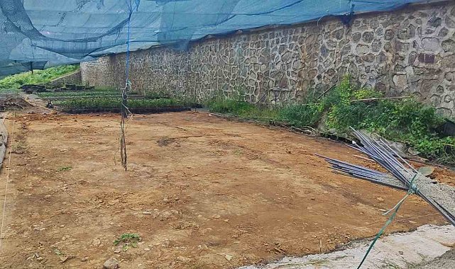 Rize Ziraat Odası çay üreticisine destek için çay tohumu yağı fabrikası kuruyor