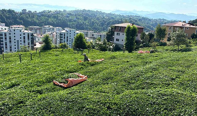 Rize'de çay üreticileri 3. sürgün hasadı için çay bahçelerine girmeye başladı