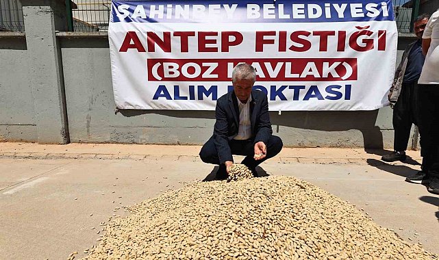 Şahinbey Belediyesi fıstık alımına başladı
