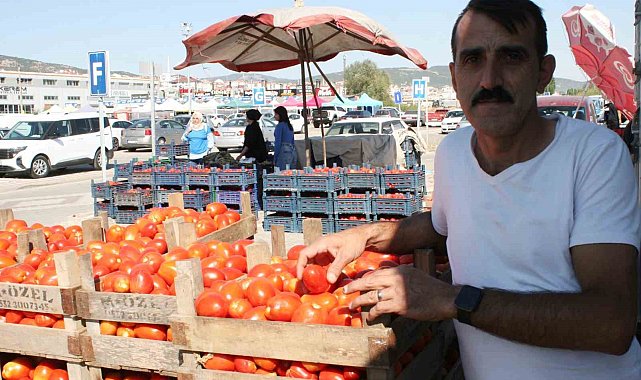 Salçalık domatesler görücüye çıktı