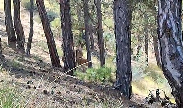 Salda Gölü çevresine bırakılan kızıl geyiklerin yavrusu beslenirken görüntülendi