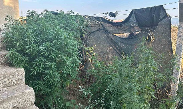 Salihli'de 34 kök kenevir ele geçirildi