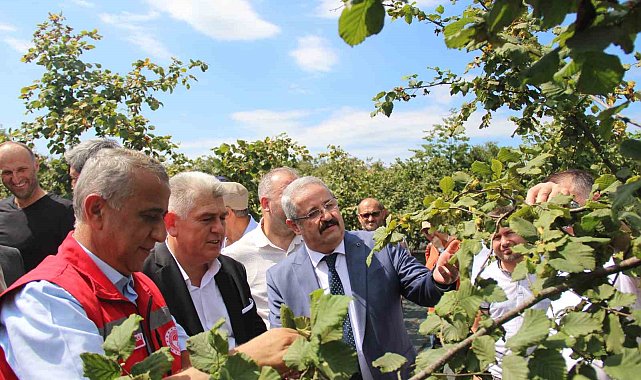 Samsun'da fındık hasadı: 114 bin ton rekolte beklentisi