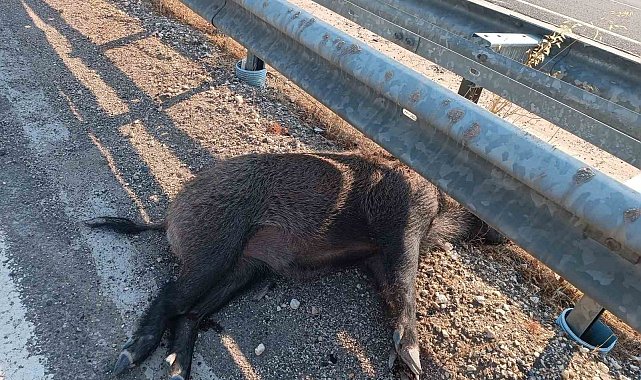 Şanlıurfa'da aracın çarptığı 2 yaban domuzu telef oldu