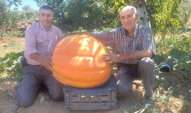 Sarıgöl'de 70 kilogramlık balkabakları