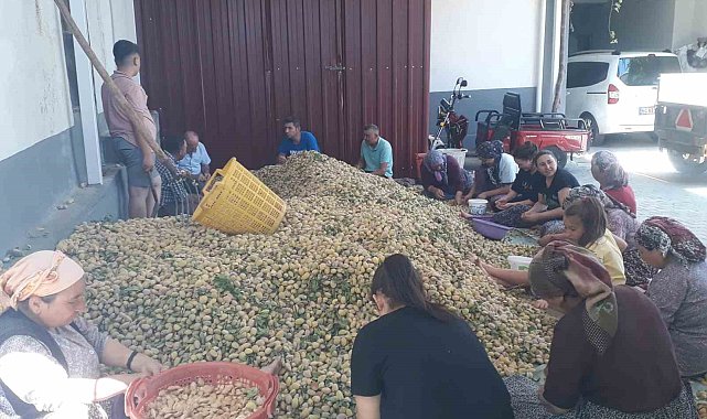 Sarıgöl'de badem hasadı başladı