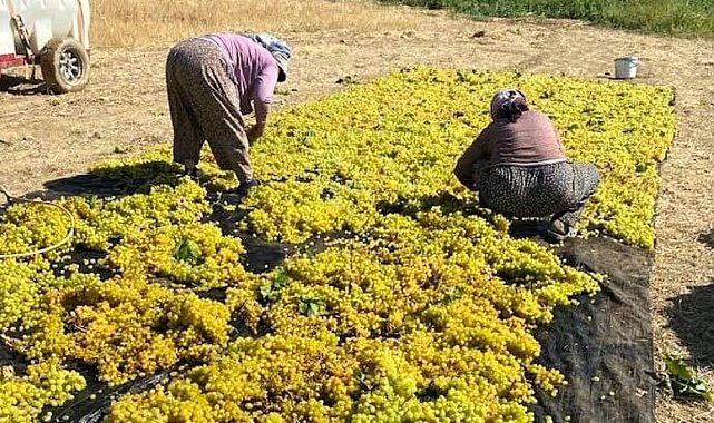Sarıgöl'de üzüm kurutma çalışmaları başladı