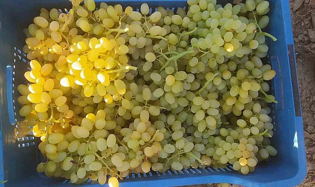 Sarıgöl'ün tek gündemi üzüm