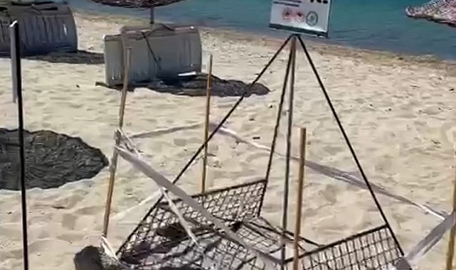 Saros Körfezi'nde yavru caretta carettalara koruma