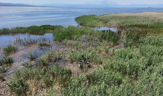 Sazlıklarla kaplanan Beyşehir Gölü kıyılarında serinleyen inekler böyle görüntülendi