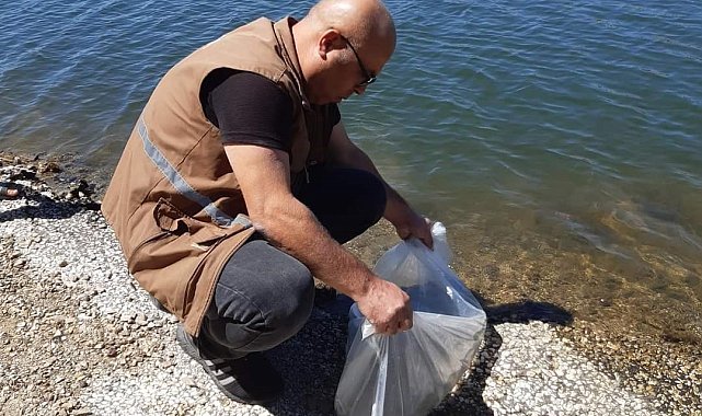 Selendi'de 20 bin sazan yavrusu göletlere salındı