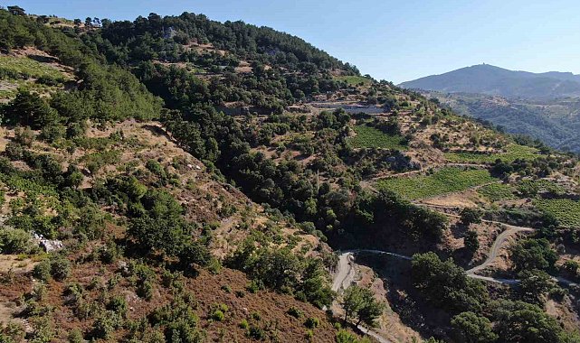 Sıcaklıklar İzmir'de incir hasadını 10 gün erkene çekti