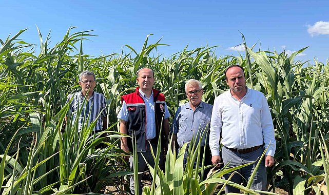 Silajlık Sorgum Projesi: Tekirdağ'da kuraklığa karşı tarımsal yenilikler incelendi