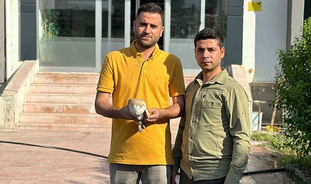Silopi'de yaralı bulunan Peçeli baykuş tedavi altına alındı