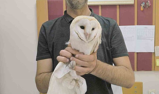 Sınıfa giren beyaz baykuş yakalanarak doğaya bırakıldı