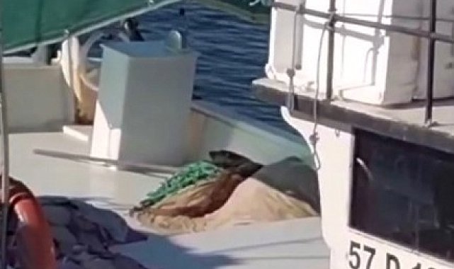 Sinop'ta nesli tükenmekte olan su samuru görüntülendi