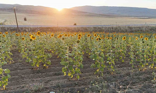 Sivas'ta ayçiçek üretiminde rekor artış