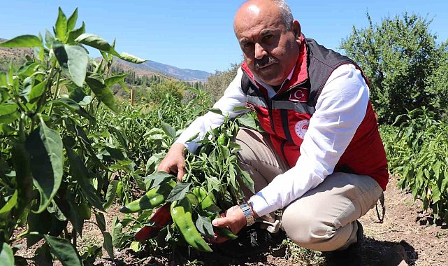 Sivas'ta salçalık biber ve domates hasadı başladı