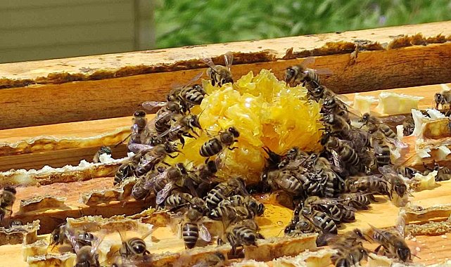Söke İlçe Tarım ve Orman Müdürlüğü'nden ilaçlama uyarısı