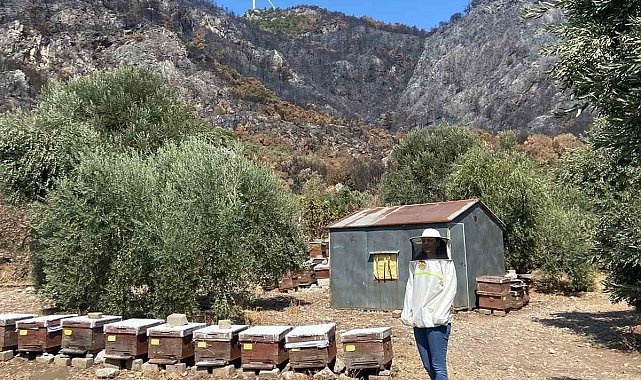 Söke&#039;de arı konaklatma yerleri denetimleri sürüyor