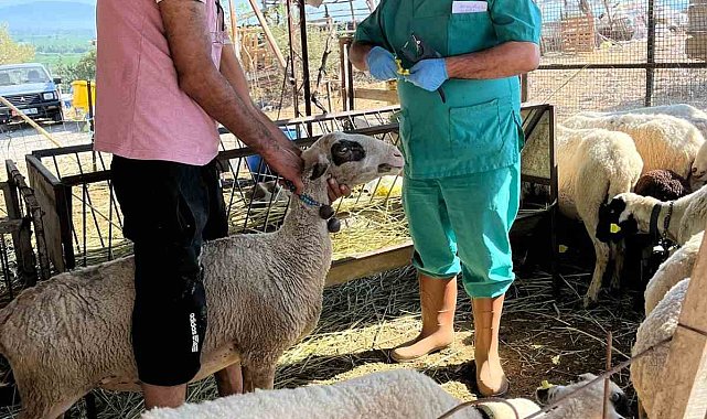 Söke'de büyükbaş hayvanların aşılanması devam ediyor