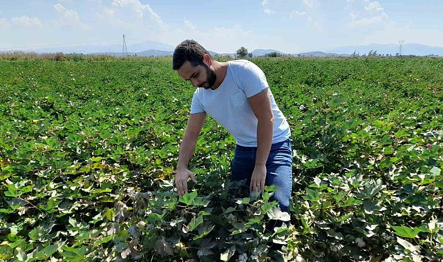 Söke'de dikenli kurt popülasyonunda artış tespit edildi