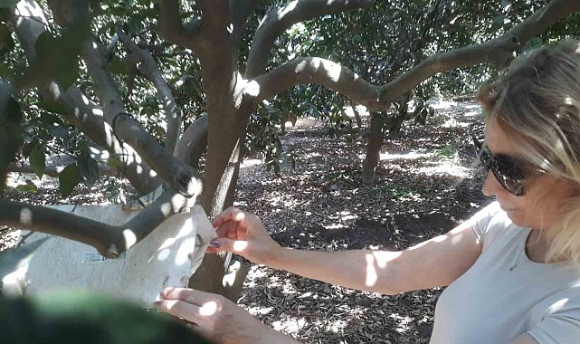 Söke'de meyve sineği ile mücadele sürüyor