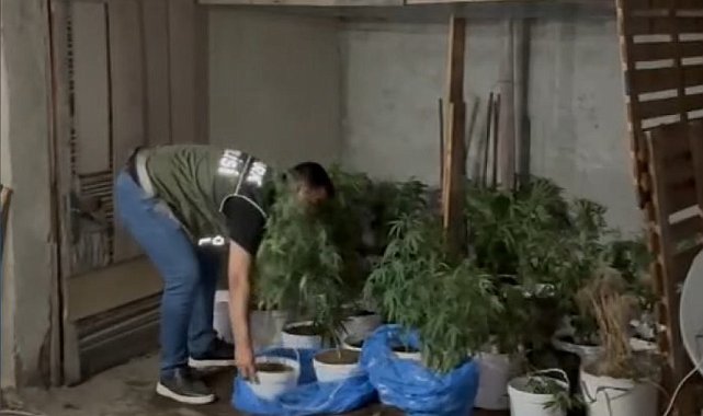 Sultangazi'de evinin çatı katında uyuşturucu yetiştiren şahıs polise yakalandı