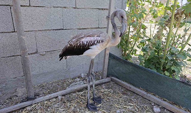 Sürüsüyle uçarken çiftliğe düşen yavru flamingo Tuz Gölü'ne bırakıldı